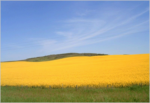 Canola field in central Alberta
