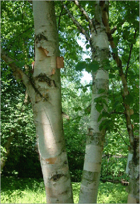 Paper birch, Saskatchewan's provincial tree
